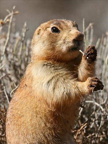 Utah prairie dog eating in a grassy meadow at Bryce Canyon National Park.