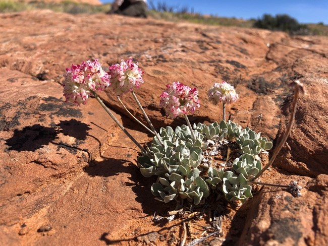 cushion buckwheat Eriogonum ovalifolium NPS Sarah Karinen Cushion buckwheat blooms from a rock crevice in dry, red sandstone.