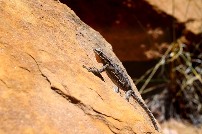 lizard canyonlands NP NPS Kirsten Kearse Small lizard resting on warm sandstone in Canyonlands National Park.