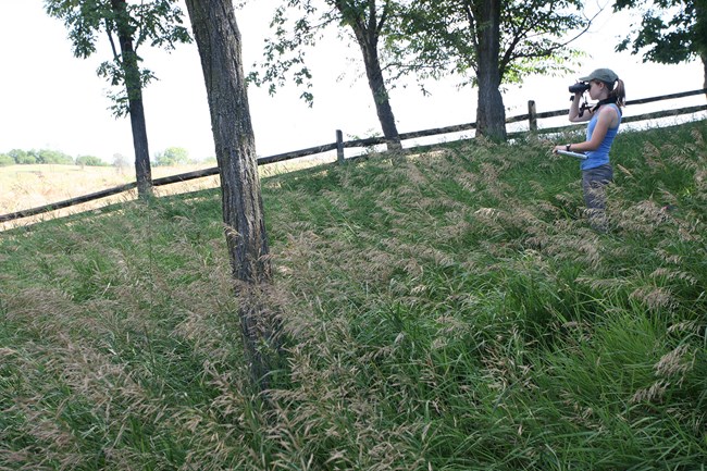 Grassland Bird Monitoring A woman looks through binoculars while standing waist deep in shaded grass