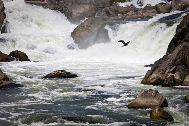 Great Falls A bird flies over the Great Falls at Chesapeake and Ohio Canal.