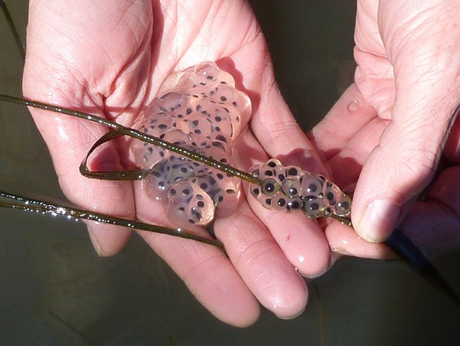 Salamander eggs Hands cradle a gelatinous mass of salamander eggs attached to a slim reed.