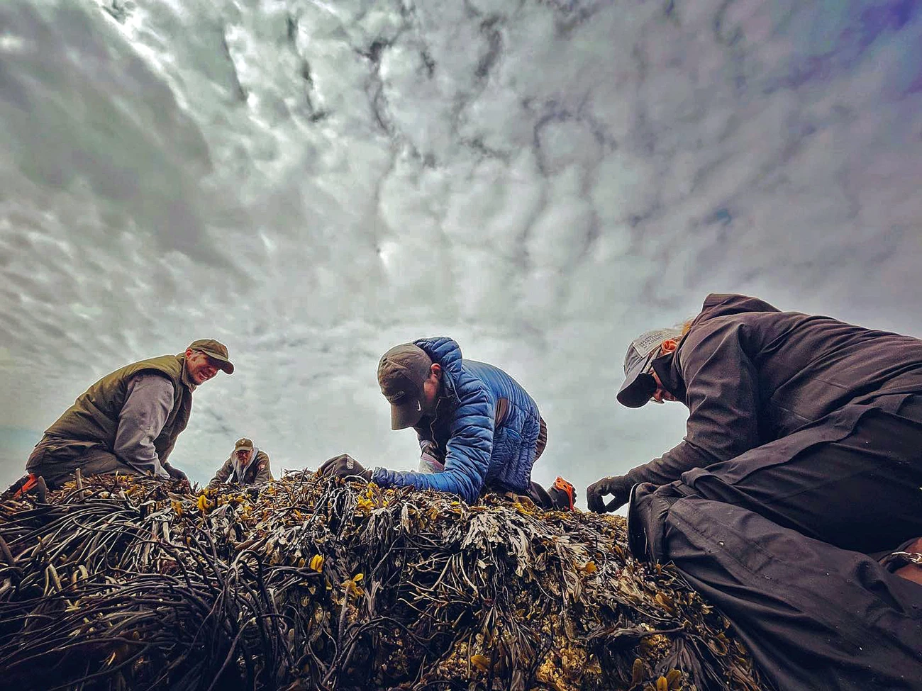 Four people on their hands and knees sifting through seaweed looking for snails Four people on their hands and knees sifting through seaweed looking for snails
