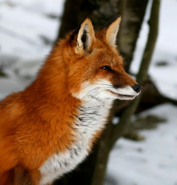 Red fox A red fox head shot