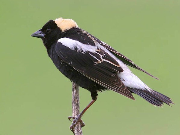 small black songbird with a striking buff patch on head and white back perches on a twig