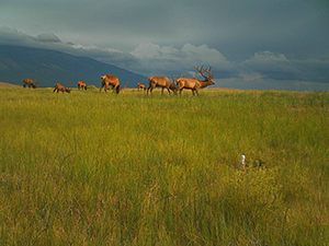 A herd of elk grazes in the grasslands of Great Sand Dunes National Park and Preserve during the ungulate management baseline period. Elk herd grazing in a grassy meadow under cloudy skies.