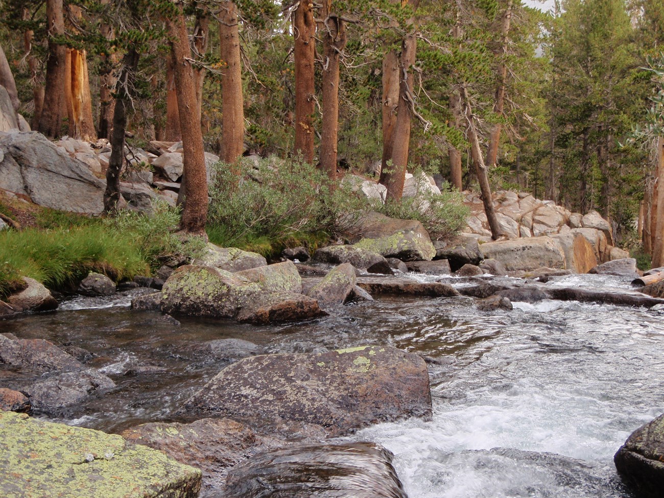 River flowing through pine forest