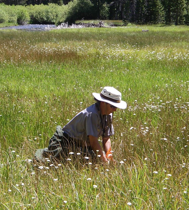 National Park Service scientist installs a corner marker for a monitoring site in Soda Springs Meadow, Devils Postpile Natinoal Monument.