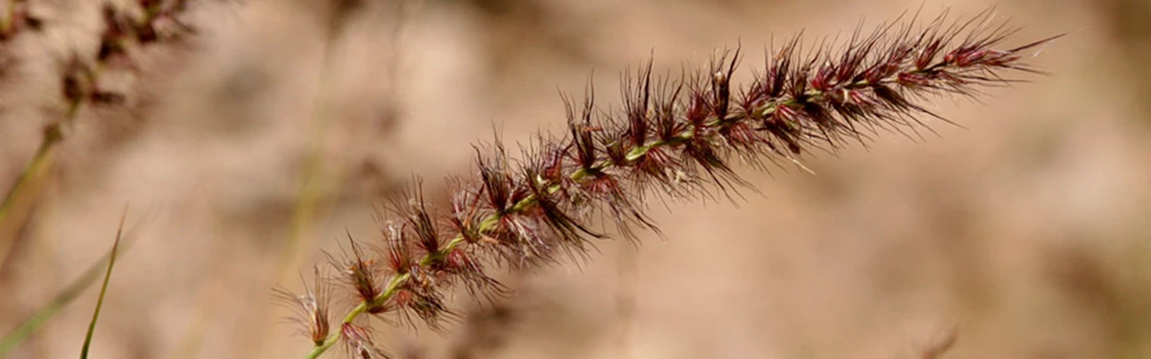 buffelgrass buffelgrass