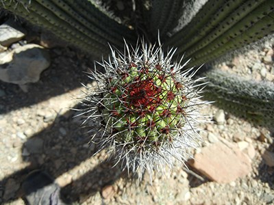 organ pipe cactus