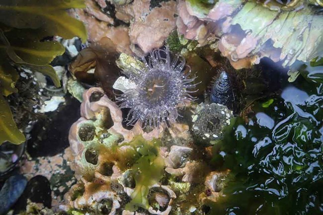 A mixtures of marine invertebrates.