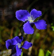 The official Yellowstone National Park flower