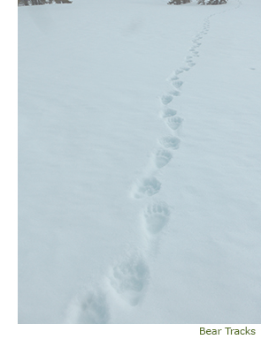 Bear Tracks in Snow