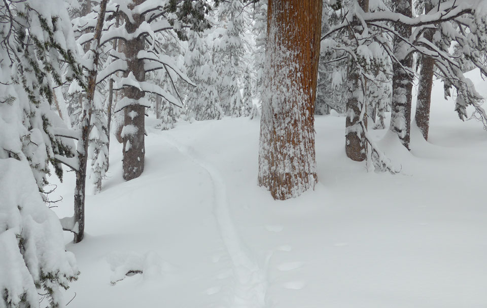 Ski Tracks in Tuolumne Meadows fresh snow