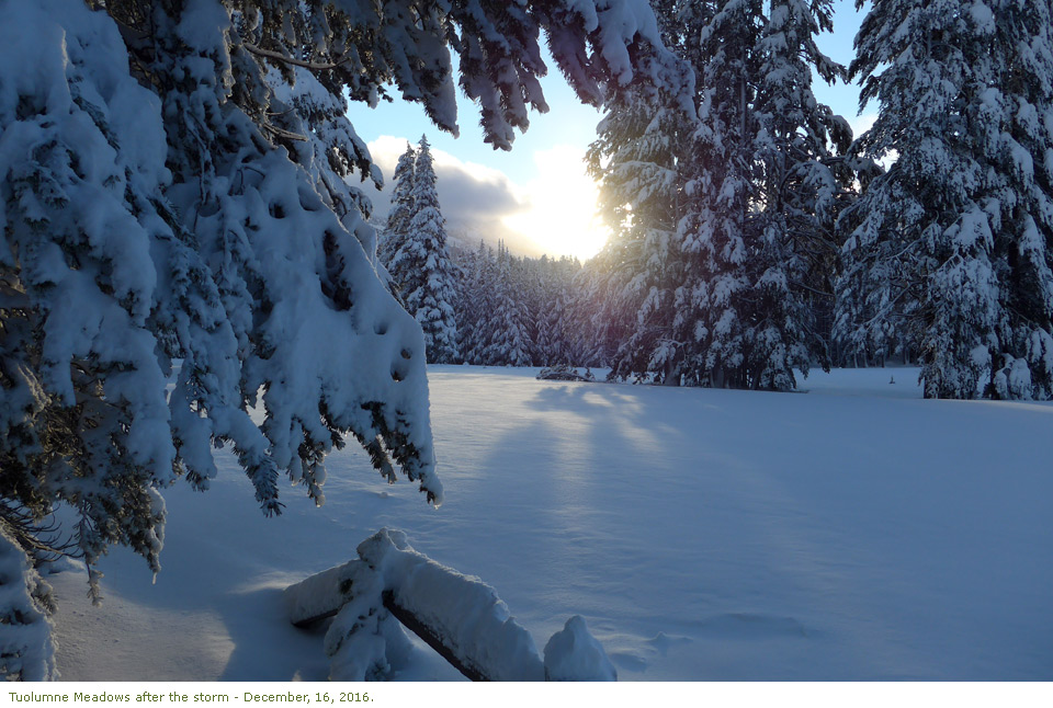 Lots of fresh snow in Tuolumne Meadows following storm - December 16, 2016