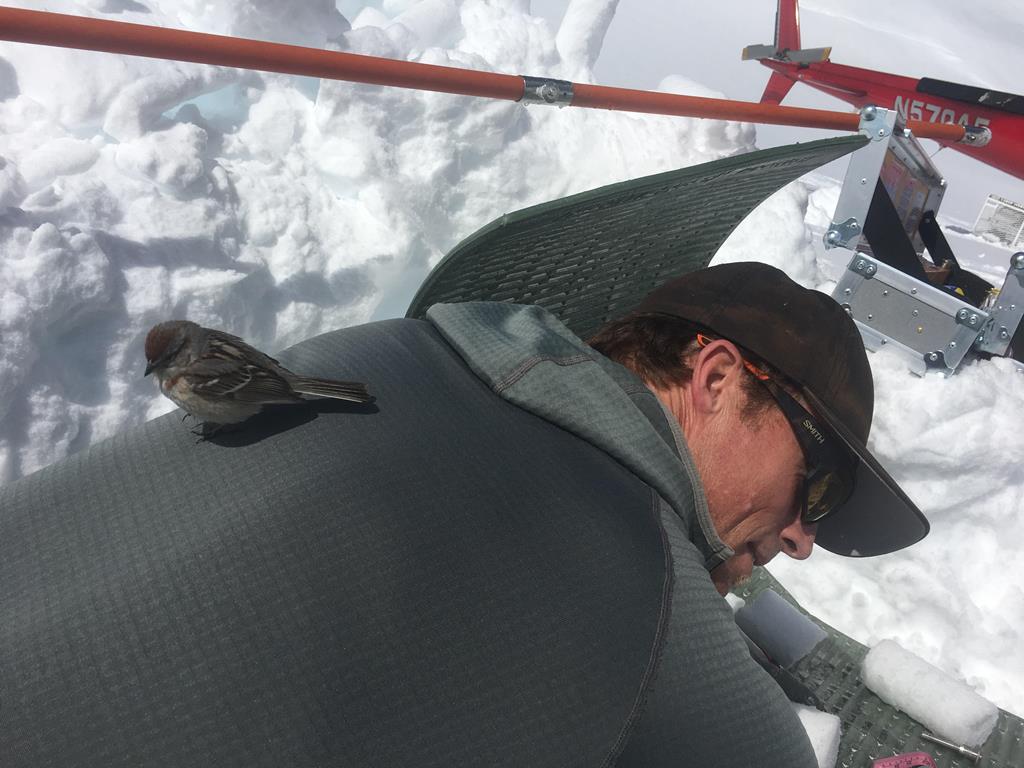 A tired tree sparrow rests on the back of a ranger at Kahiltna Pass