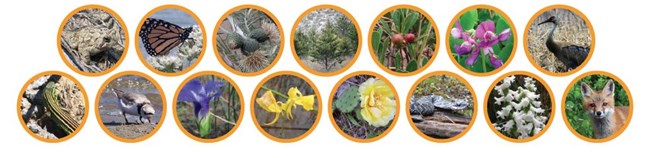 Group of endangered species at the Indiana Dunes National Park.