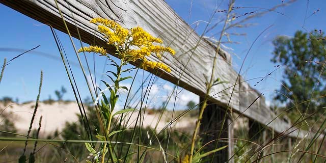 West Beach Dunes