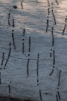 debarked surface of a tree that is striped perpendicular to the woodgrain with insect damage
