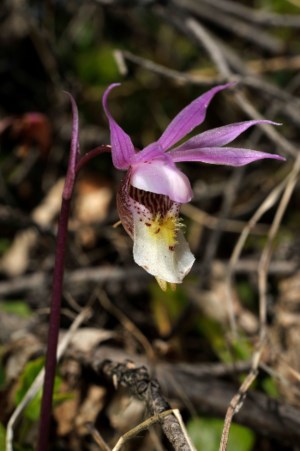 A close up of a flower with four long purple petals on top and a rounded white petal on bottom with some yellow