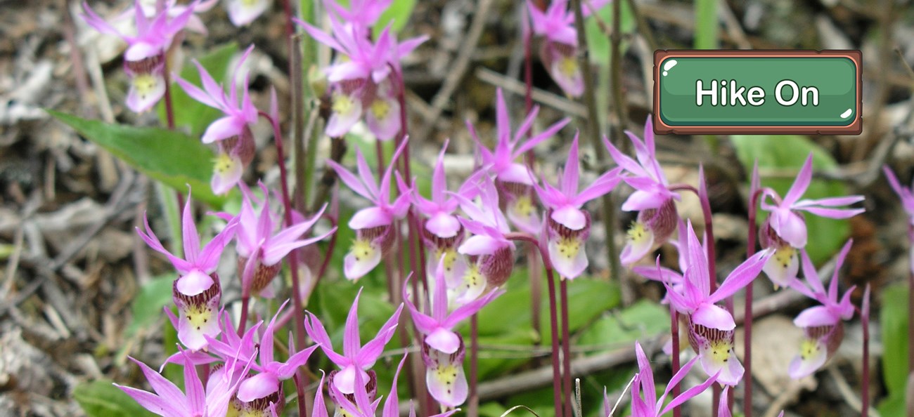 A cluster of small pink and white flowers on tall stems.