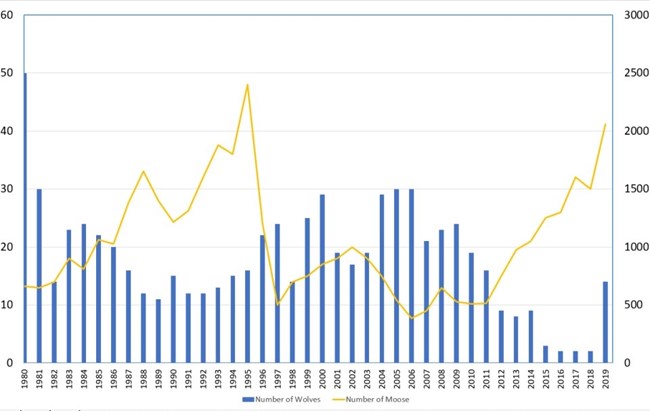 A graph showing the relationship between moose and wolf populations at Isle Royale.