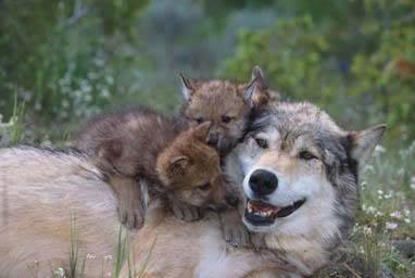 A large wolf lies down with two pups on top