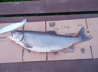 Lake Trout laying on table, ready to be filleted.