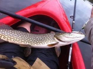 Fish caught from a kayak.