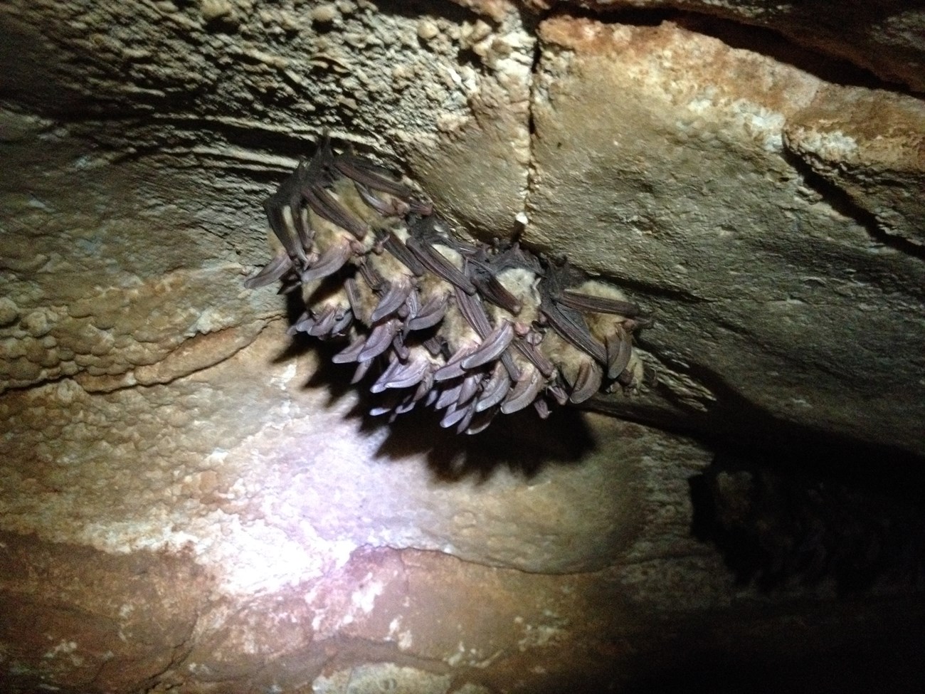 Several bats hanging on rock ceiling