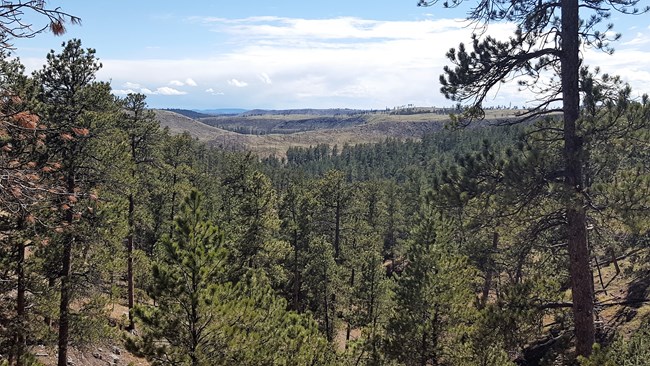 Trees in front of a canyon in the distance