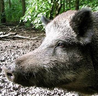 Feral hog