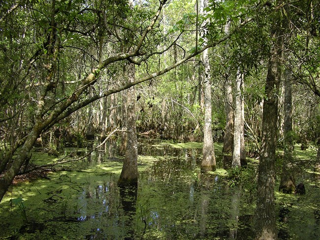 Sunlight falls on bald cypress trees in a swamp