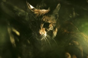 Bobcat peers out of plants