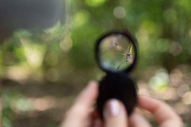 an insect shown through a magnifying lense