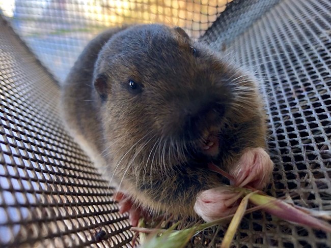 Close up of furry mammal nibbling on a plant stalk