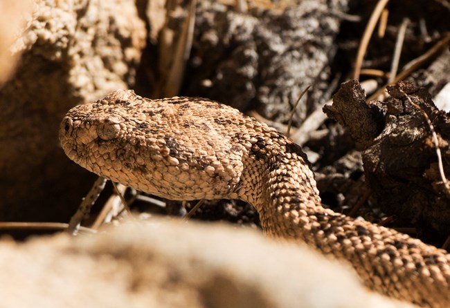 A close up of a rattlesnake's face