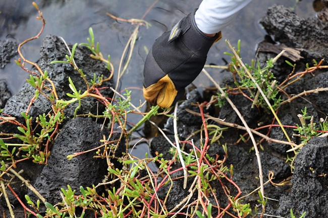 Closeup of gloved hand removing invasive vegetation from pond