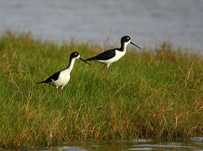 Hawaiian stilts