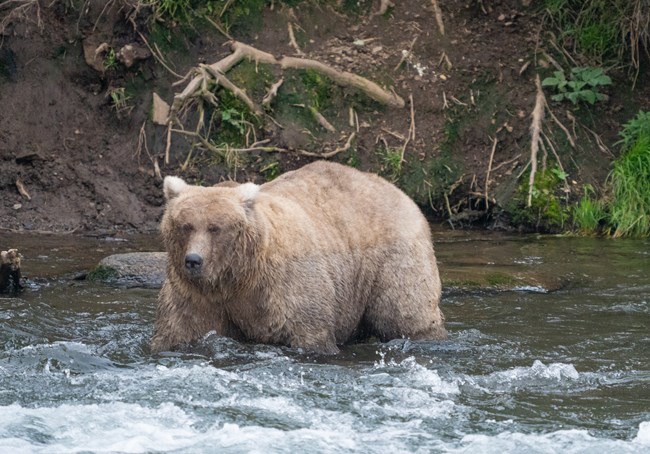 grazer in water