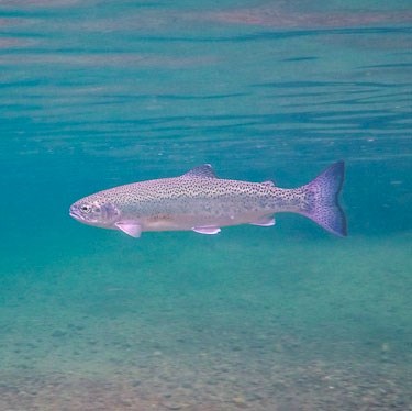 Rainbow Trout in river