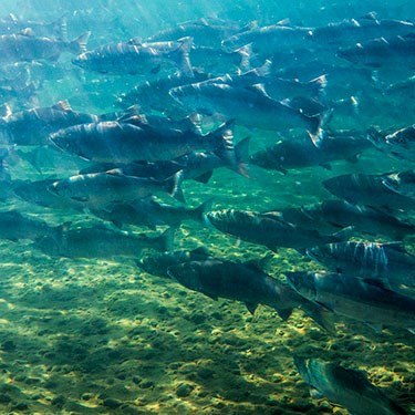 sockeye salmon swarm