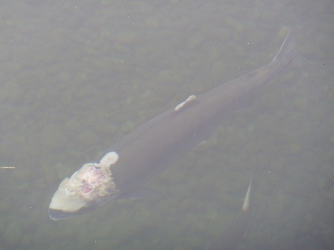 Fungus head salmon