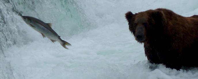 Sockeye salmon jumping at Brooks Falls