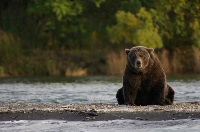 A bear sits on the beach near the Brooks River.