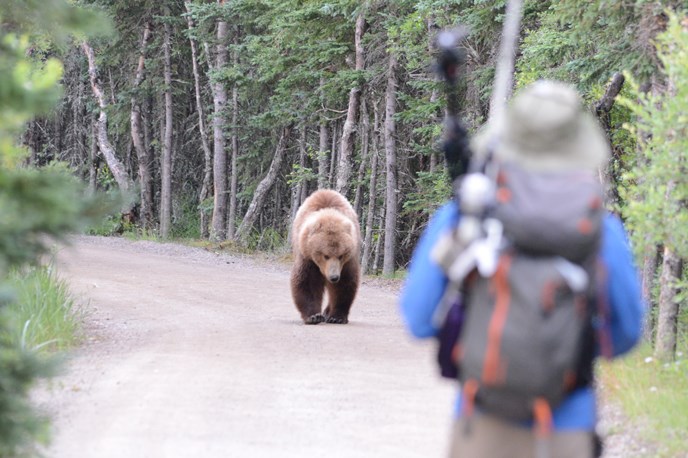 bear approaching person on road