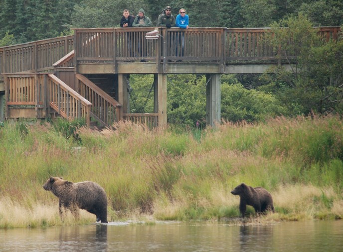 Bears walking near elevated platform. People standing on platform.