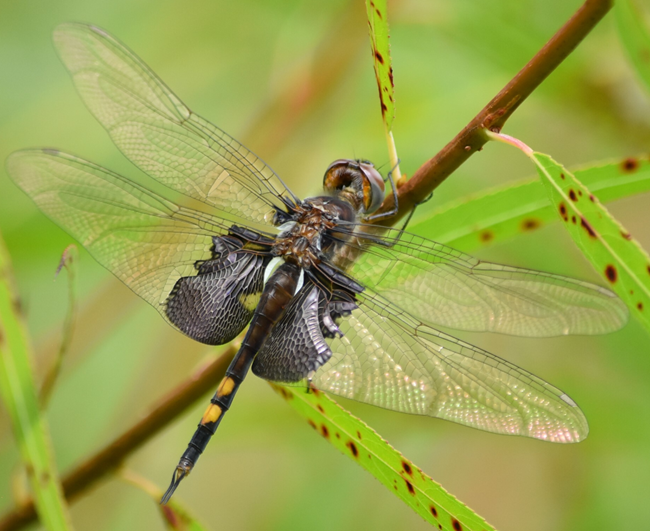 Black Saddlebags Dragonfly