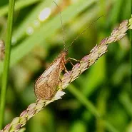 caddisfly with wings