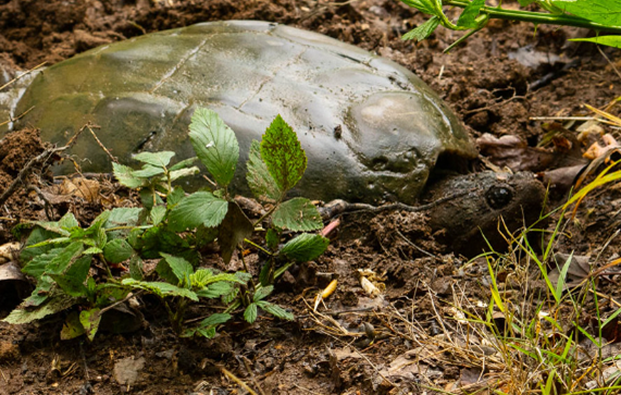 common snapping turtle